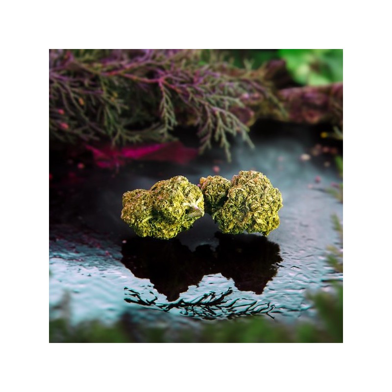 FLOR CBD TROPICAL FRUIT INVERNADERO CRIBACBD