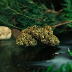 FLOR CBD GORILLA INDOOR...