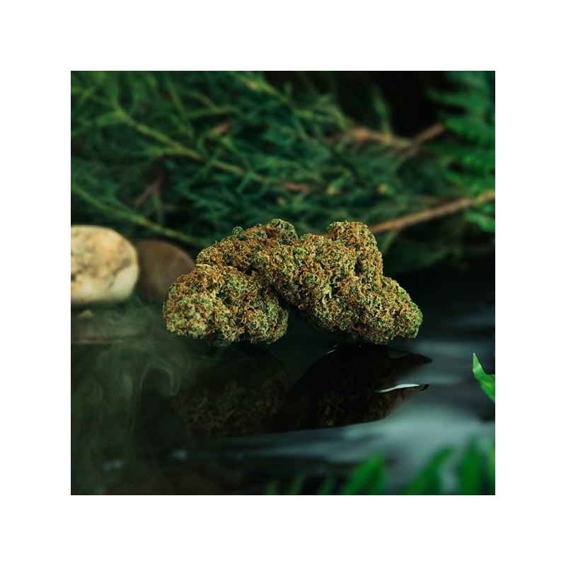 FLOR CBD GORILLA INDOOR CRIBACBD